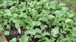 Редис Селеста - Партнер фото 4