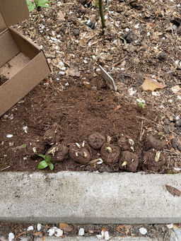 Лиатрис колосковидный (Spicata)