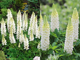 Люпин Ноблмейден - Долина роз фото 4