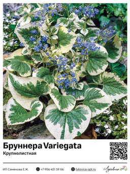 Бруннера Variegata (Крупнолистная)
