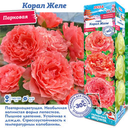 Роза Корал Желе (Парковая) 1шт
