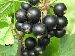 Смородина черная Московская