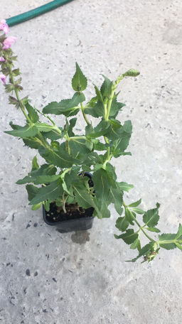 Шалфей дубравный Роуз Квин