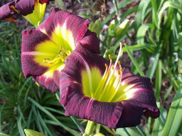 Лилейник Найт Бекон