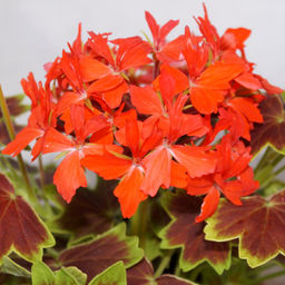 Пеларгония Ванкувер, горшок С2 (в горшке 3 растения)