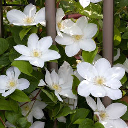 КЛЕМАТИС Шираюкихиме Разбор I Кол-во упак., шт 2