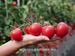 Томат Принцесса - Партнер фото 4