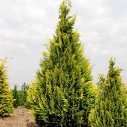 Кипарисовик Лавсона Ивонне - Долина роз фото 2