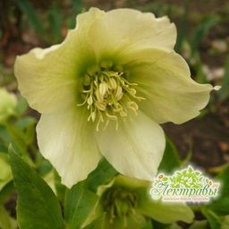 Масло морозника (инфуз) - Мариславна фото 4