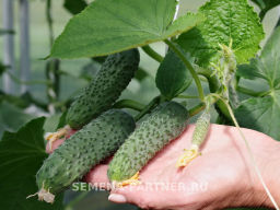 Огурец партенокарпический Дружный - Партнер фото 6