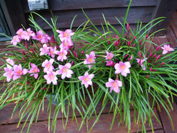 Зефирантес розовый (Zephyranthes rosea) 10шт - Долина роз фото 2