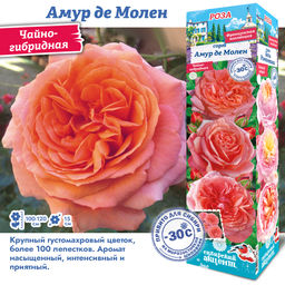Роза Амур де Молен (Чайно-гибридная) 1шт