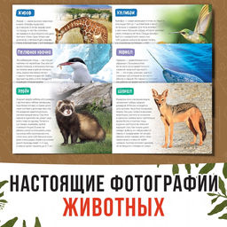 Обучающие книги набор «Удивительный мир» 6 шт. по 20 стр.