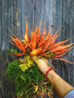 Морковь КРАСНАЯ ЗВЕЗДА® F1 - Уральский дачник фото 2