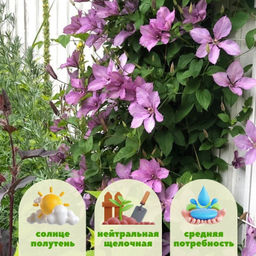 Клематис Маргарет Хант - Долина роз фото 2