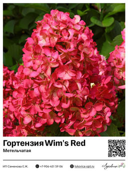 Гортензия метельчатая Wims Red (Вимс Ред)