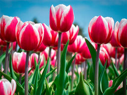 Тюльпан Spring Surprise (Спринг Сюрпрайз) - Долина роз фото 2