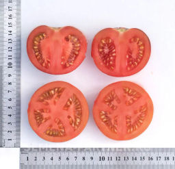 Томат Чёрная Богиня - Партнер фото 5