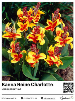 Канна Reine Charlotte (Зеленолистная)