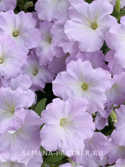Петуния Зацветёт Short Лилак Лайт многоцветковая каскадная - Партнер фото 3
