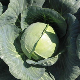 6201U Капуста белокочанная Застольный F1 10шт