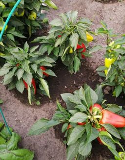 Перец ВИННИ-ПУХ  Невероятно ранний и урожайный! - Уральский дачник фото 2