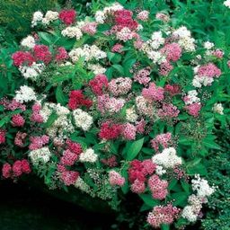 Спирея японская (без права выбора сорта)