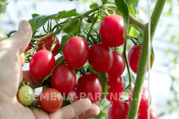 Томат Моне - Партнер фото 6