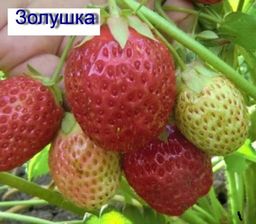 Цена за 4 шт. Земляника садовая Золушка (Р9)
