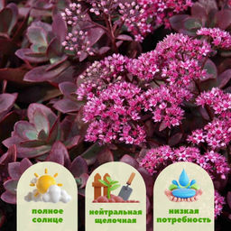 Очиток гибридный Санспаклер Файеркрекер - Долина роз фото 2