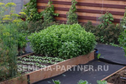 Базилик Мариан - Партнер фото 8