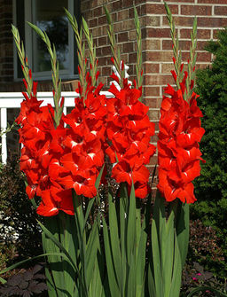 ГЛАДИОЛУС Традерхорн Разбор 10/12 Кол-во упак., шт 10