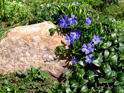 Барвинок (фиалка ведьм) - Долина роз фото 2