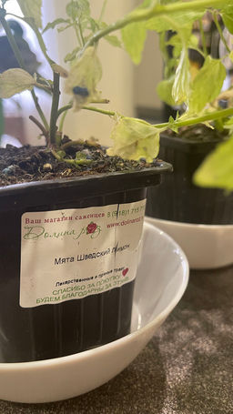 Мята Шведский лимон