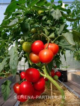 Томат Колорит - Партнер фото 7
