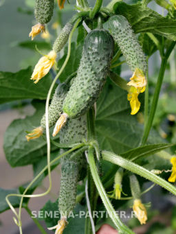 Огурец партенокарпический Мироша - Партнер фото 4