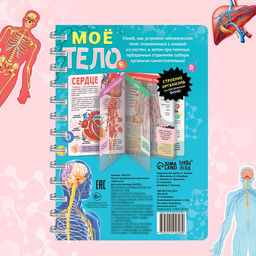 Энциклопедия с прозрачными страницами «Моё тело», 32 стр.