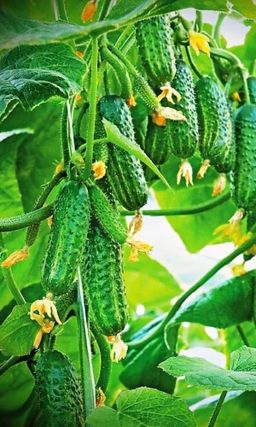 Огурец НИАГАРСКИЙ ВОДОПАД F1  Всепогодный! Ранний и обильный урожай! Огурчики без горечи!