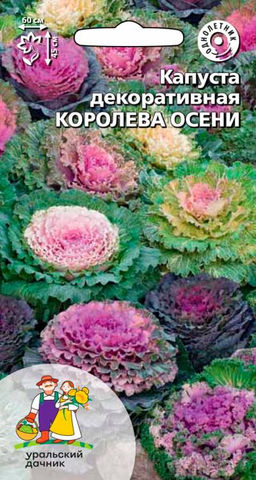 Капуста декоративная КОРОЛЕВА ОСЕНИ