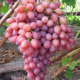 Виноград Кишмиш лучистый столовый (коробка) 1шт