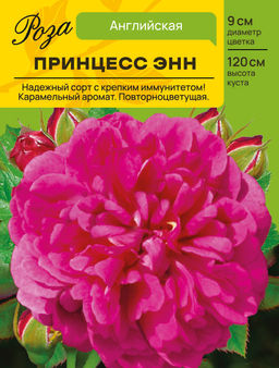 Роза Принцесс Энн (Английская) С ЦВ.НАКЛЕЙКОЙ 1шт