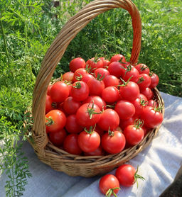 Томат МЕДОВЫЙ МИЛЛИОН Невероятно ранний черри сорт! Созревает целыми кистями! Уникальные вкусовые качества! - Уральский дачник фото 5