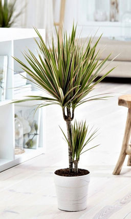 Драцена канарская ДРАКОНОВО ДЕРЕВО  Гармонизирует состав воздуха в квартире