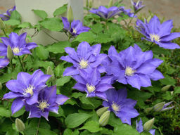 Клематис H.F. Young (Х.Ф.Янг) Юнг - Долина роз фото 4