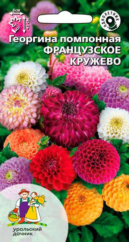 Георгина ФРАНЦУЗСКОЕ КРУЖЕВО  помпонный тип