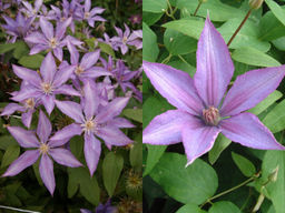 Клематис Дороти Валтон - Долина роз фото 6