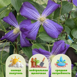 Клематис Дженни - Долина роз фото 2