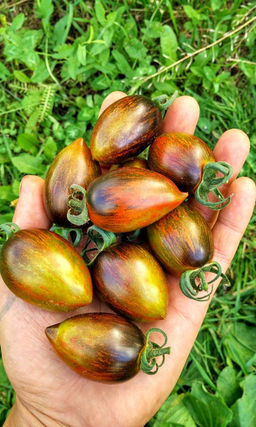 Томат АТОМНЫЙ ВИНОГРАД БРЕДА