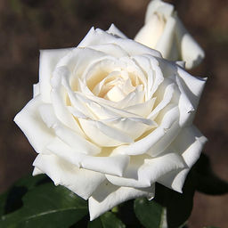 R076 БОИНГ