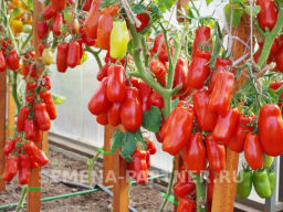 Томат Жиголо - Партнер фото 7